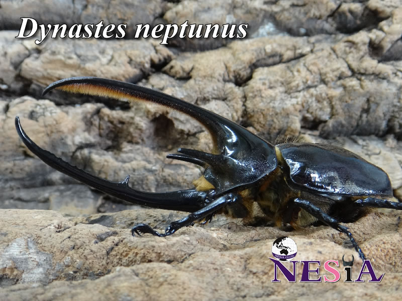 NESiA ONLINE SHOP / 【成虫ペア】ネプチューンオオカブト