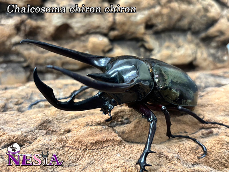 黄金のコーカサスオオカブト NESiA ONLINE SHOP / カブトムシ